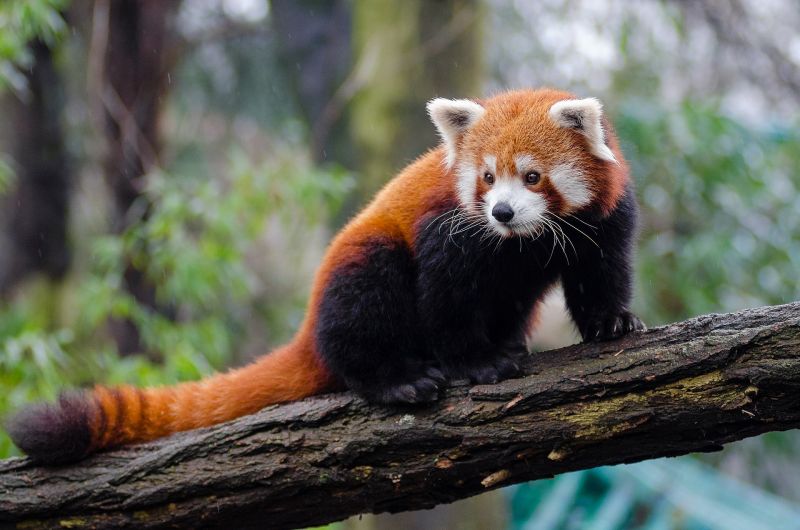 loài gấu trúc đỏ loài gấu trúc đỏ